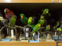 Naturhistorisches Museum Basel Travel Forum Reviews