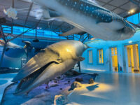 Naturkundemuseum Stuttgart, Schloss Rosenstein Travel Forum Reviews