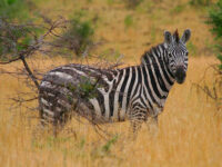 Nech Sar National Park Travel Forum Reviews