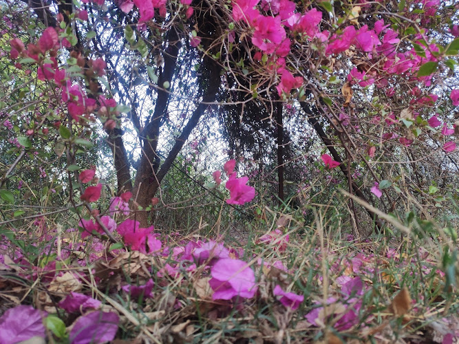 Nehru Children Park