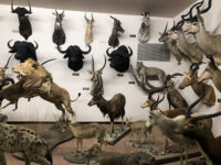 Nelson Museum of the West Travel Forum Reviews