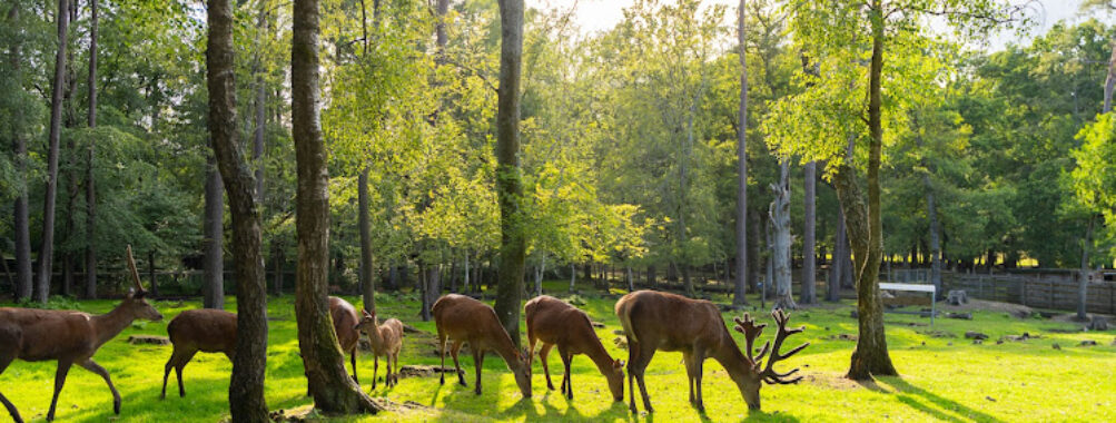New Forest Wildlife Park Travel Forum Reviews