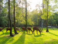 New Forest Wildlife Park Travel Forum Reviews