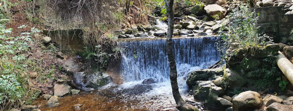 Newlands Forest Travel Forum Reviews