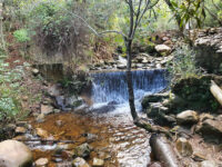Newlands Forest Travel Forum Reviews