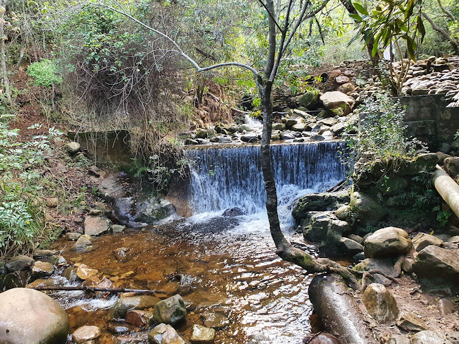 Newlands Forest
