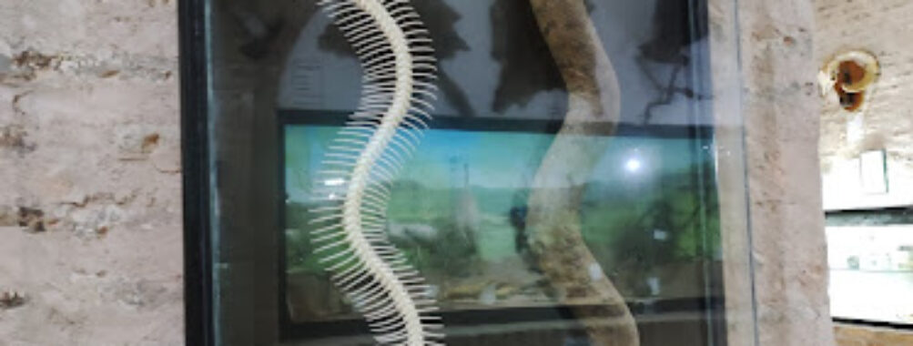 Neyshabur Wildlife Museum Travel Forum Reviews