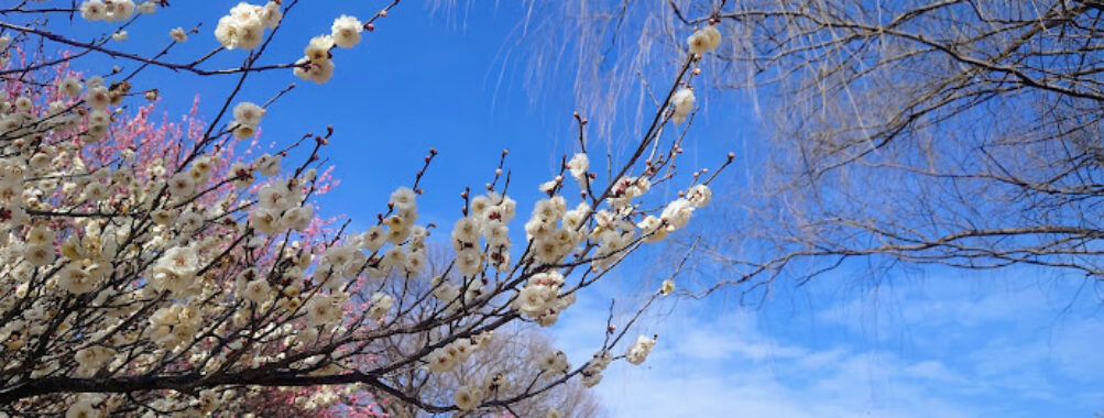 Nihon Canpack Ōmuro Park Travel Forum Reviews