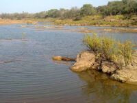 Niokolo-Koba National Park Travel Forum Reviews