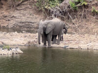 Nkhotakota Wildlife Reserve HQ Travel Forum Reviews