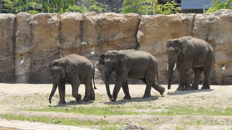 Nonhoi Park, Toyohashi Zoo and Botanical Park
