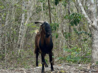 Nuevo león, tizimin yucatan Travel Forum Reviews