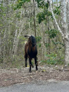 Nuevo león, tizimin yucatan