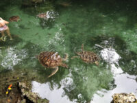 Nungwi Mnarani Aquarium Travel Forum Reviews