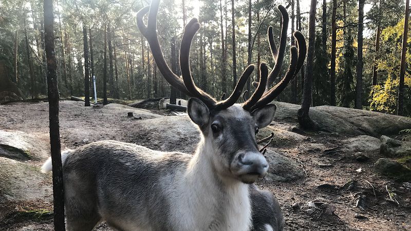 Nuuksio Reindeer Park