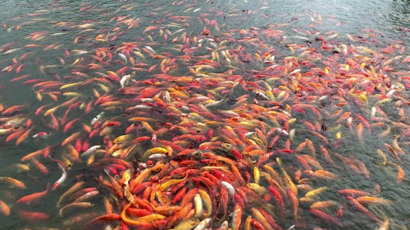 Nuvali Fish Feeding