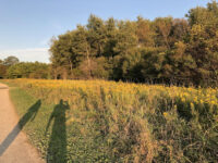 Off-Leash Dog Park Travel Forum Reviews