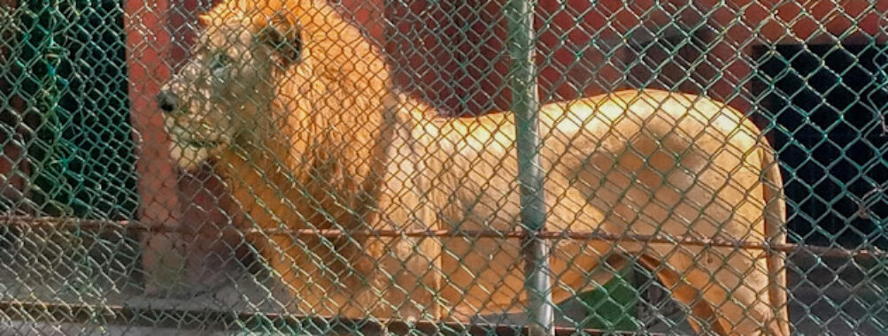 Ogba Zoo, Benin City. Travel Forum Reviews