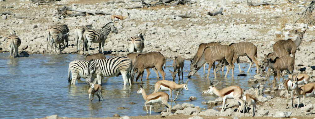 Okaukuejo Etosha Travel Forum Reviews