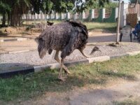 Old Oyo National Park Travel Forum Reviews