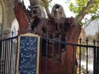 Old Platanus Tree of Tehran Travel Forum Reviews
