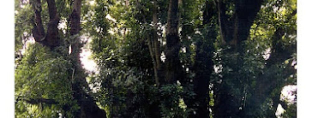 “Ombú de los Rincón”. Travel Forum Reviews