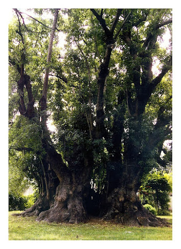 “Ombú de los Rincón”.