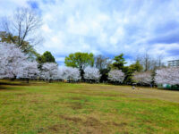 Ominami Park Travel Forum Reviews