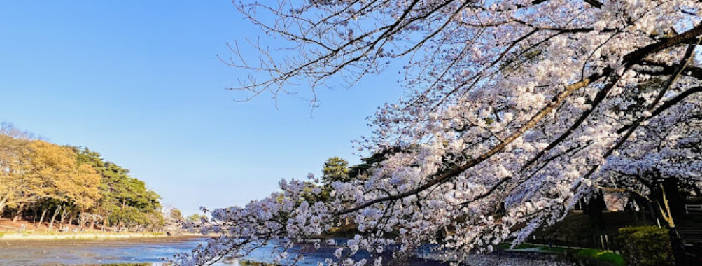 Omiya Park Travel Forum Reviews