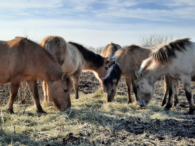 Oostvaardersplassen
