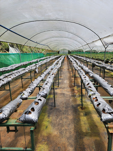 Organic Strawberry Tour Costa Rica