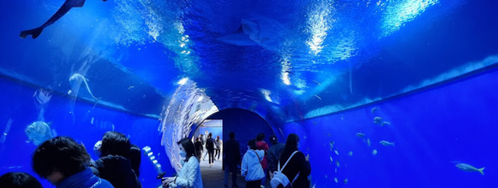 Osaka Aquarium Kaiyukan Travel Forum Reviews