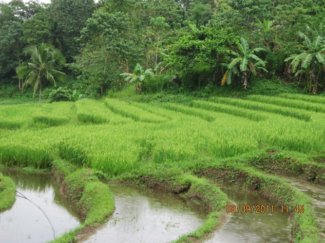 PANGI AGRI-FARM