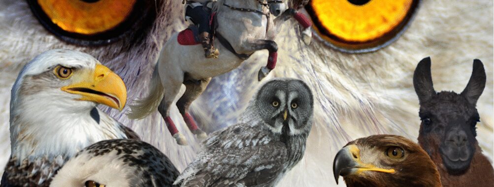 PARK WITH RAPTORS - Falconry Marche Travel Forum Reviews