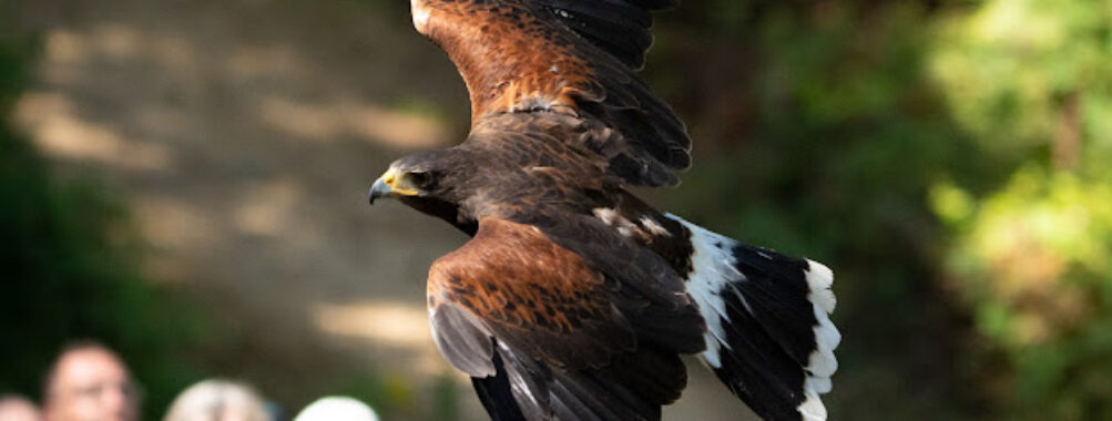 Pacific Northwest Raptors Travel Forum Reviews