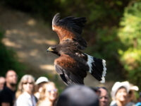 Pacific Northwest Raptors Travel Forum Reviews