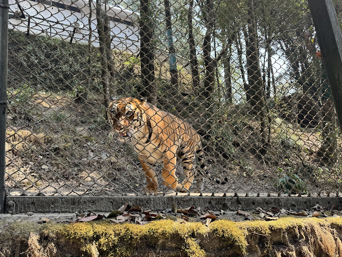 Padmaja Naidu Himalayan Zoological Park