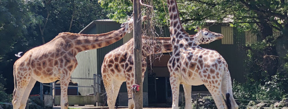 Paignton Zoo Environmental Park Travel Forum Reviews