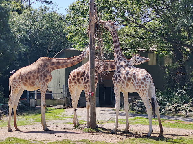 Paignton Zoo Environmental Park