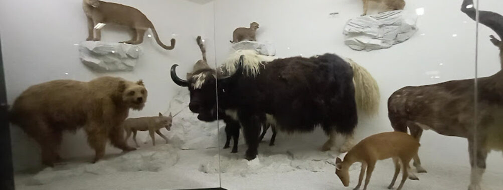 Pakistan Museum of Natural History Travel Forum Reviews