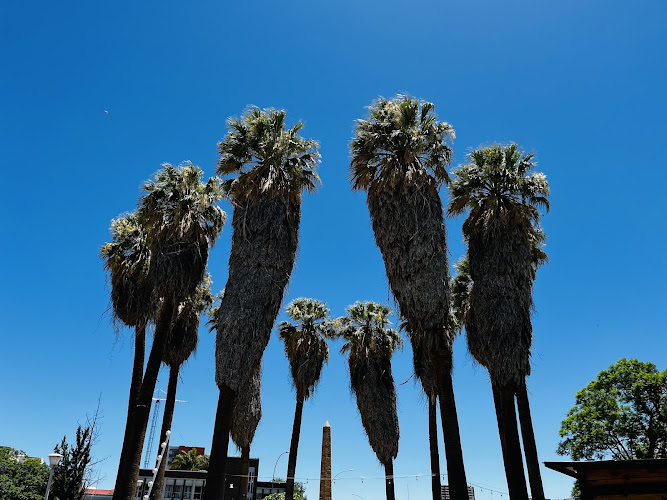 Palm Tree Park