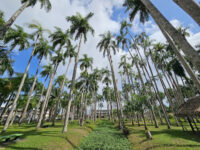 Palmtree Garden Travel Forum Reviews