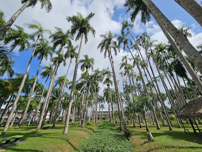 Palmtree Garden