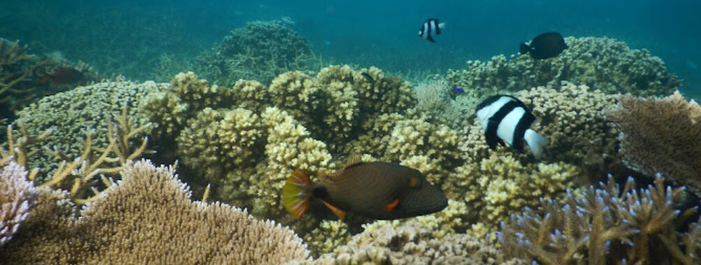 Palolo Deep Marine Reserve Travel Forum Reviews