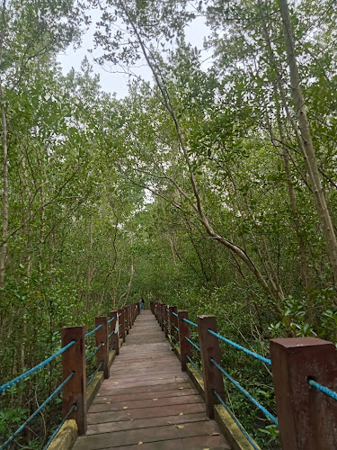 Panabo Mangrove Forest