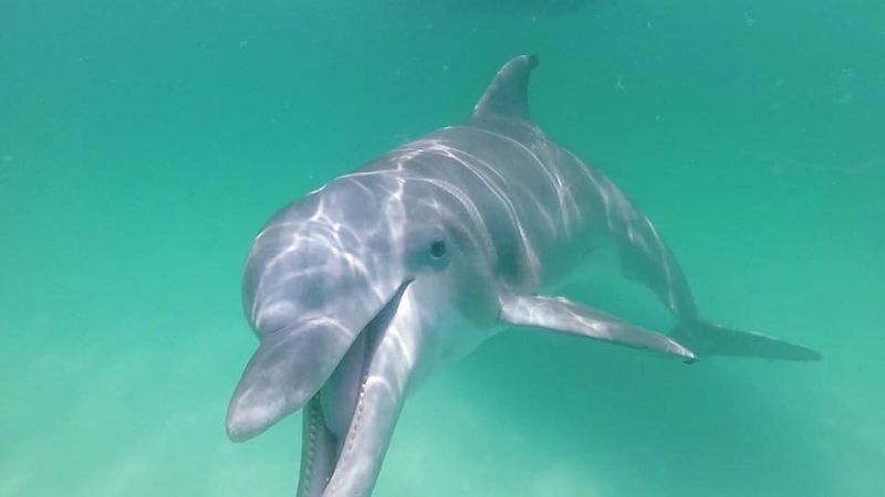 Panama City Dolphin Seafari Tours