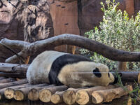 Panda Trek Travel Forum Reviews