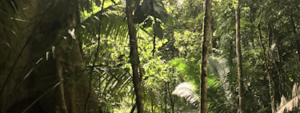Panthera-Sanctuary Research Center Travel Forum Reviews
