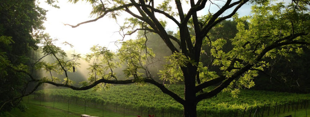 Paradise Springs Winery Travel Forum Reviews