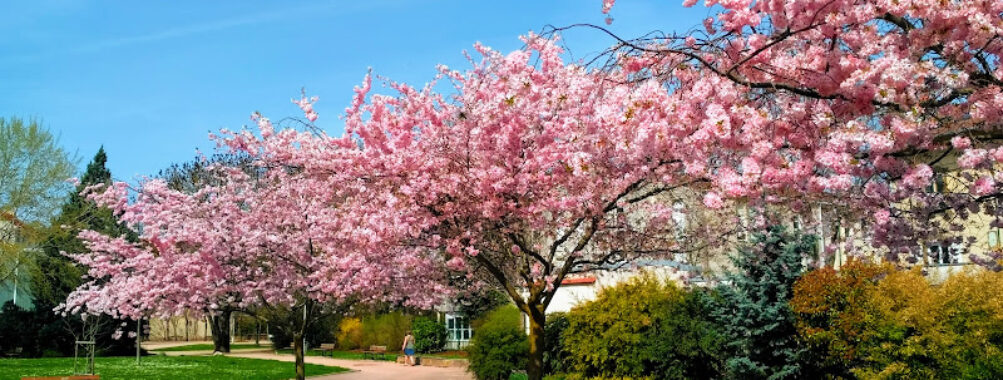 Parc Charles III Travel Forum Reviews